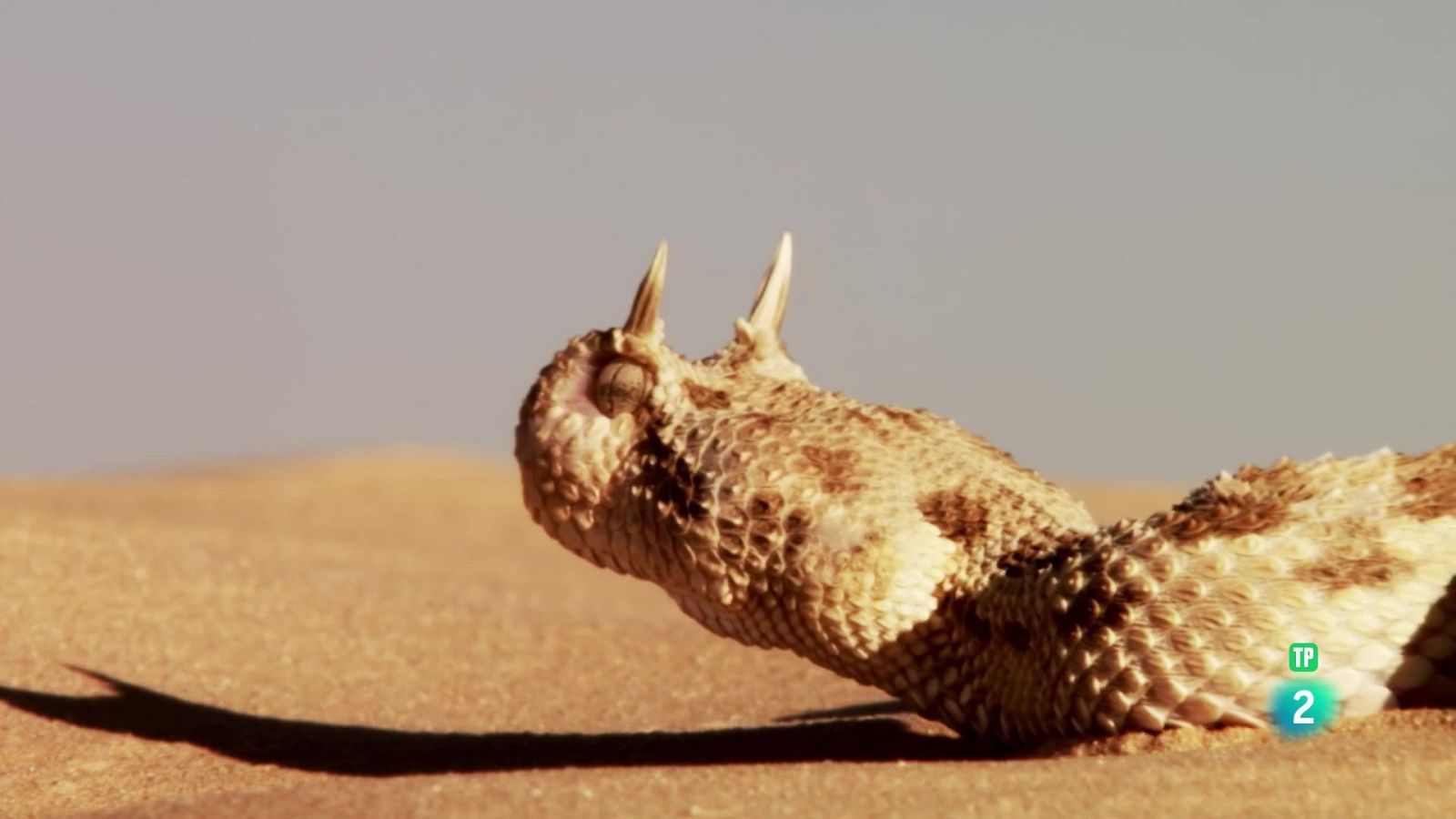 Els supervivents definitus de la naturalesa - Episodi 1 - Som Documentals | Veure documental