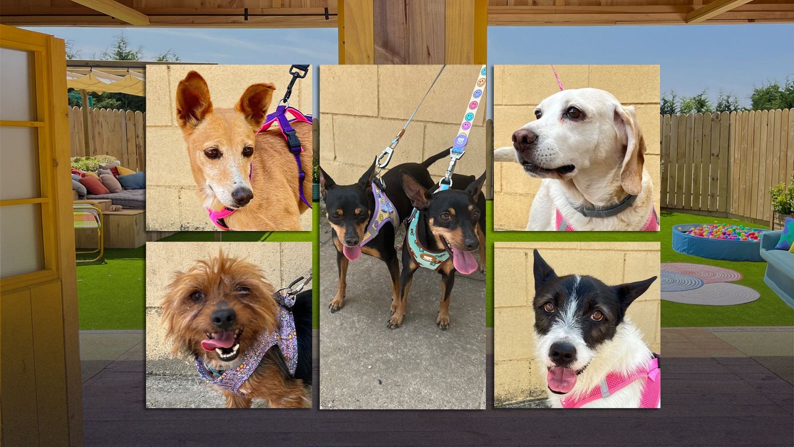 Dog House - Programa 5 - Dog House | Ver