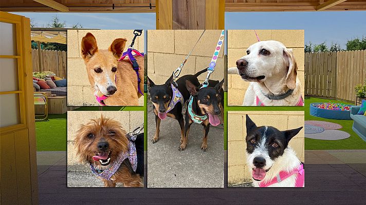 Dog House - Programa 5