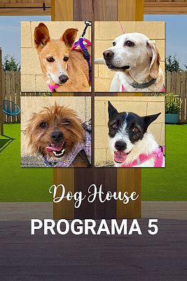 Dog House - Programa 5