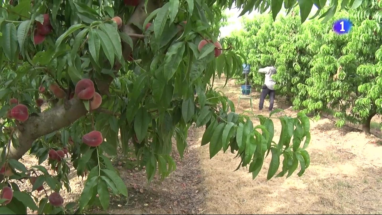 L'Informatiu 2 - 12/08/2025 - L'Informatiu | Veure