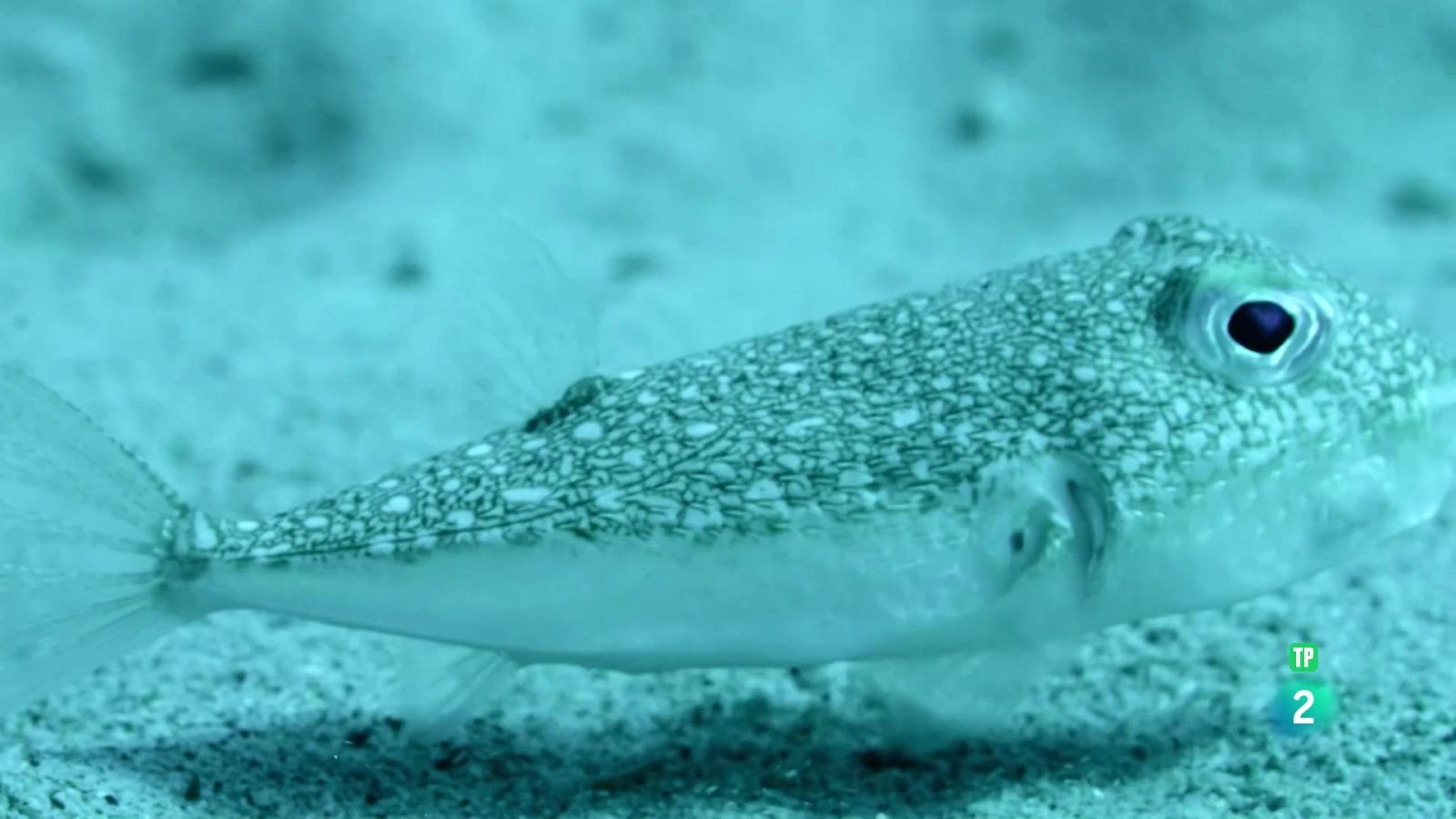 Els supervivents definitus de la naturalesa - Episodi 2 - Som Documentals | Veure documental