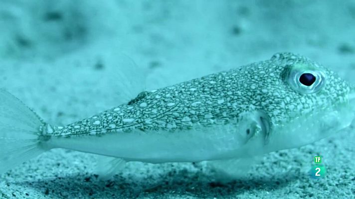 Som Documentals - Els supervivents definitus de la naturalesa - 2.Els vint millor constructors