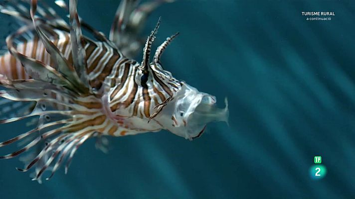 Som Documentals - Oceans èpics - Episodi 2: Els esculls poc profunds