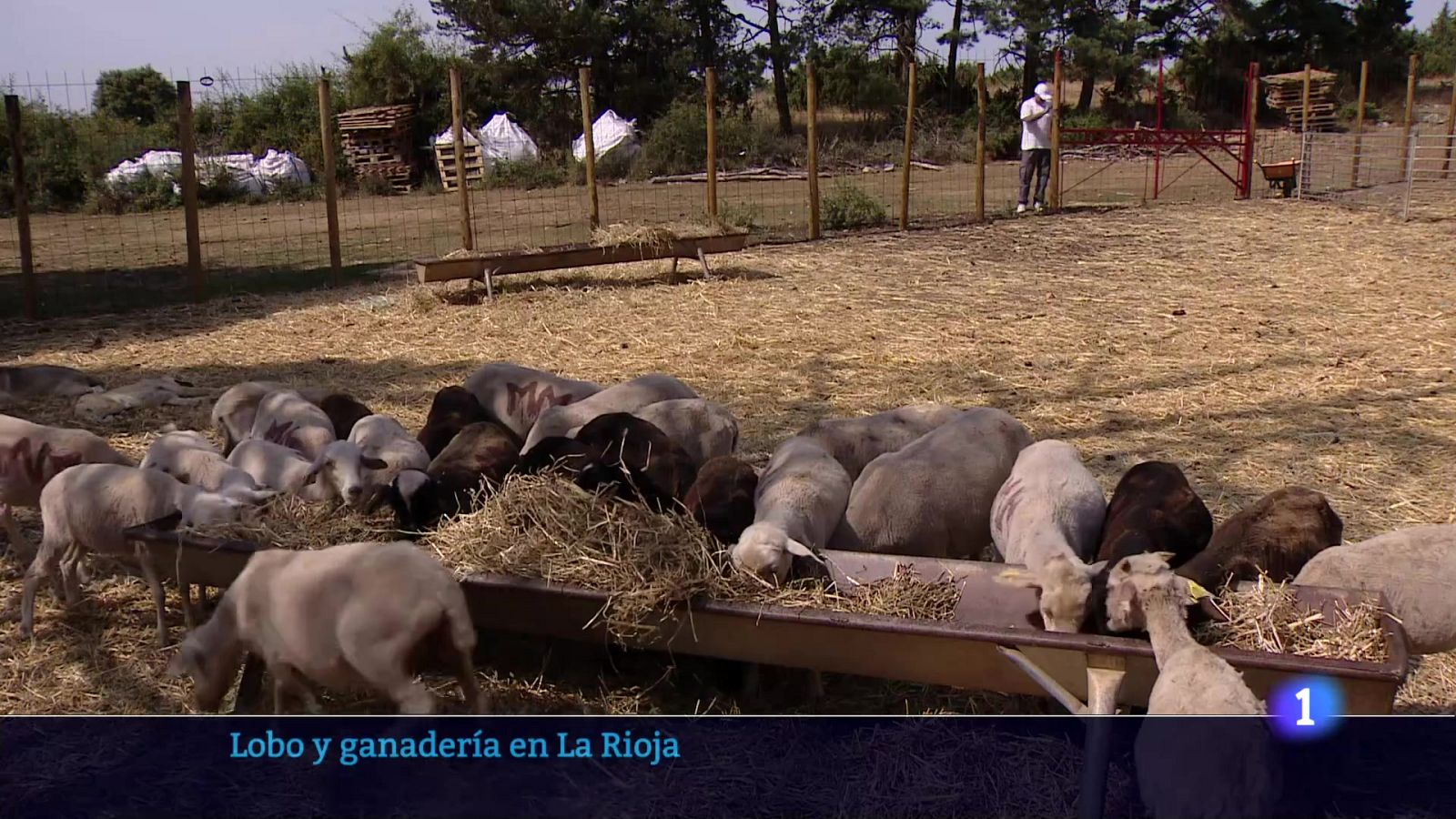 Telerioja en 2 - 13-08-2025 - Ver ahora | Ver