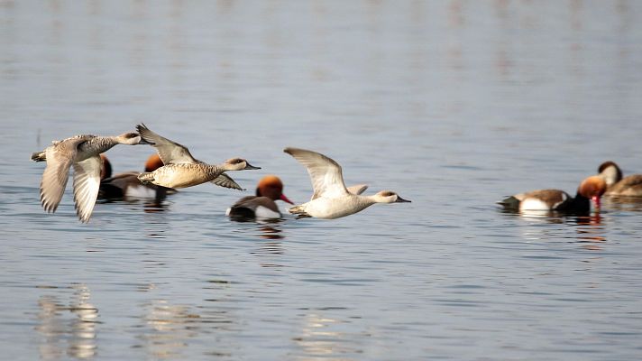 Telediario 1 - Récord de aves censadas en el Parque Nacional de las Tablas de Daimiel