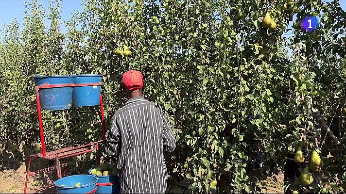 L'Informatiu - La mort d'un temporer a Alcarràs reobre el debat laboral