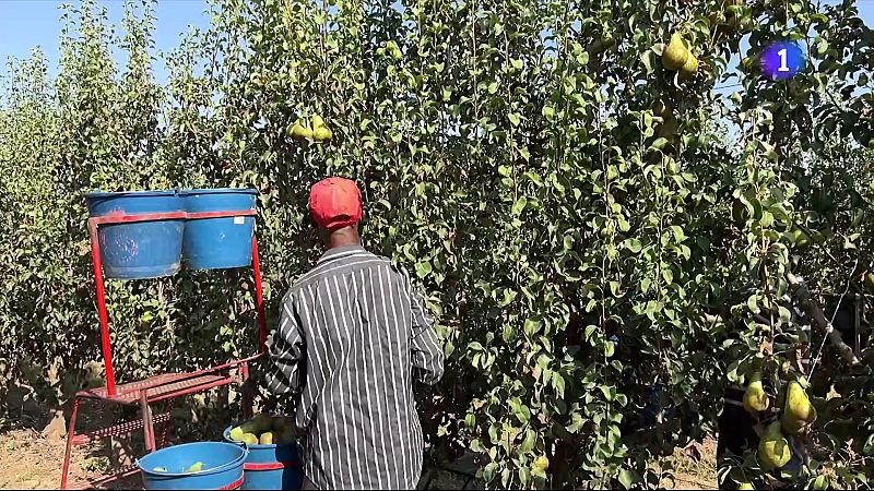 La mort d'un temporer a Alcarràs reobre el debat laboral