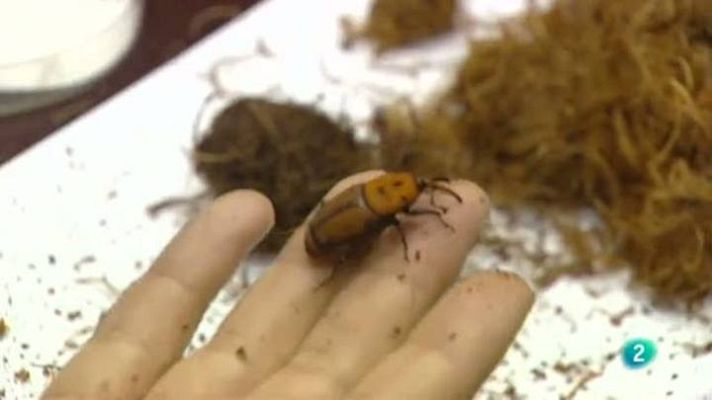 Para todos La 2 - Las plagas