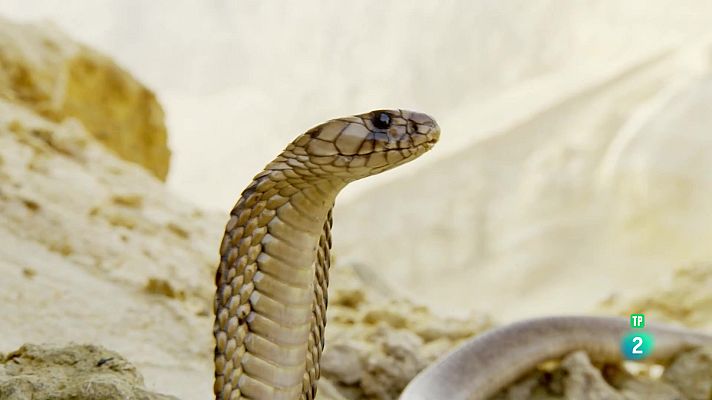 Som Documentals - Els supervivents definitus de la naturalesa - 3.Els vint millors artistes