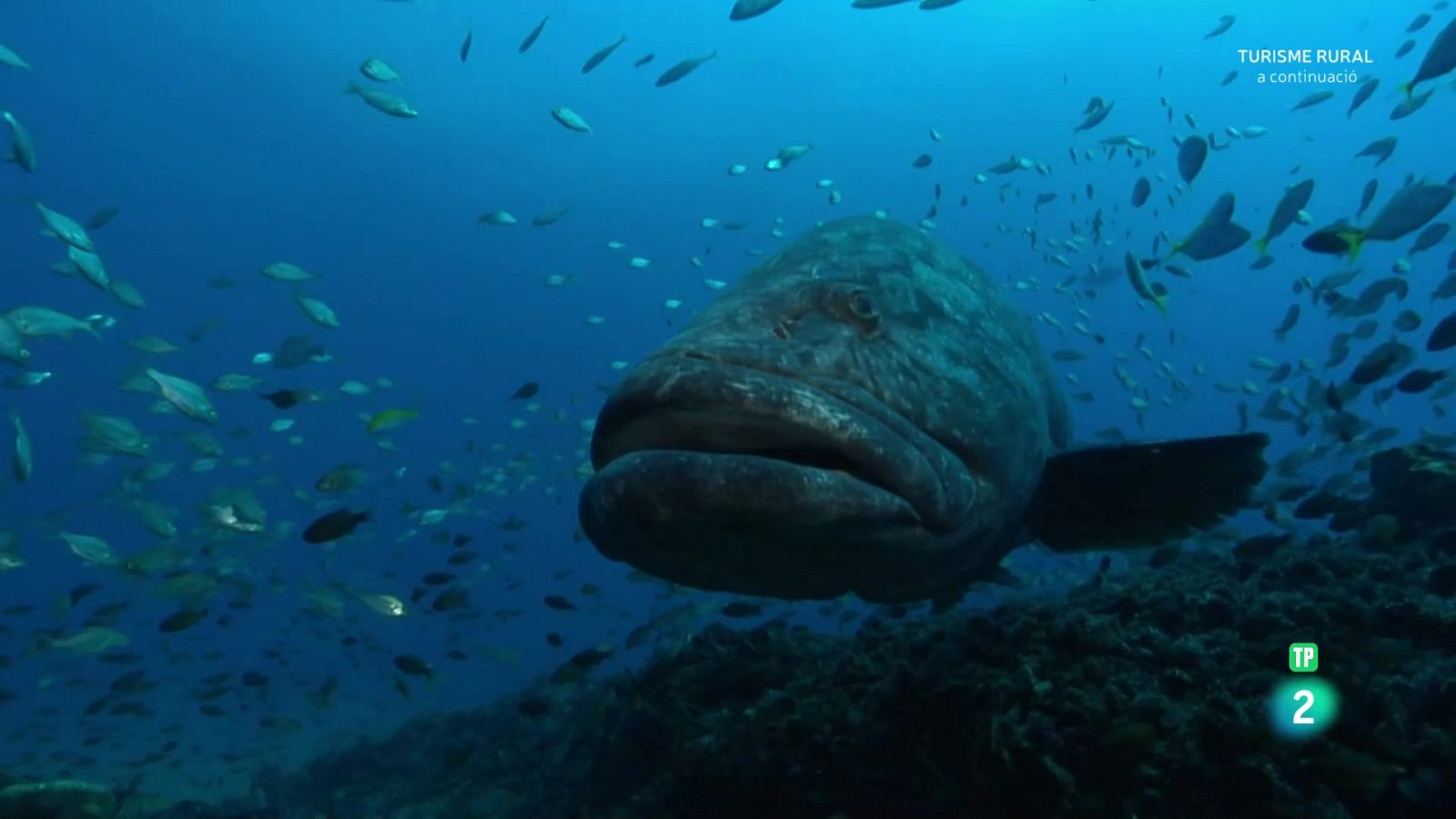 Oceans èpics - Episodi 3: El mar obert - Grans documentals - Som Documentals | Veure documental