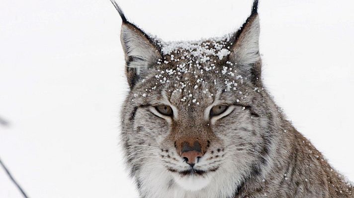 Los supervivientes definitivos de la naturaleza - Los 20 mejores cazadores