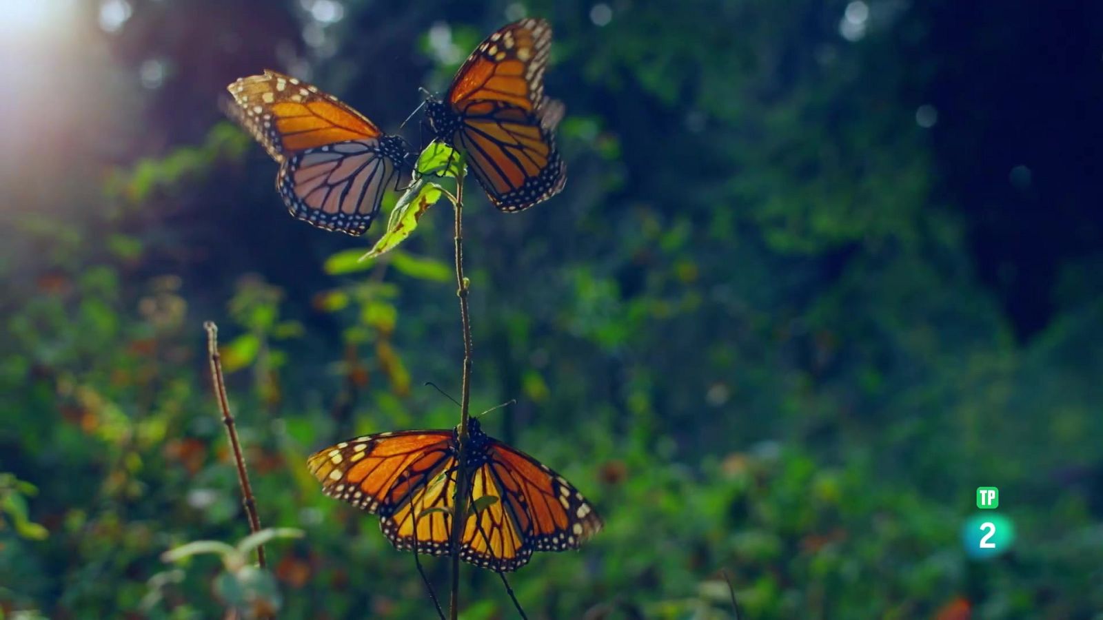 Els supervivents definitus de la naturalesa - 4.Els vint millor voladors - Grans documentals - Som Documentals | Veure documental
