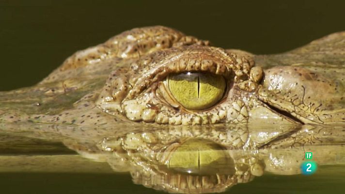 Som Documentals - Els supervivents definitus de la naturalesa - 5.Els vint millor caçadors