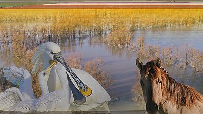 Los Países Bajos salvajes, un país bajo el nivel del mar