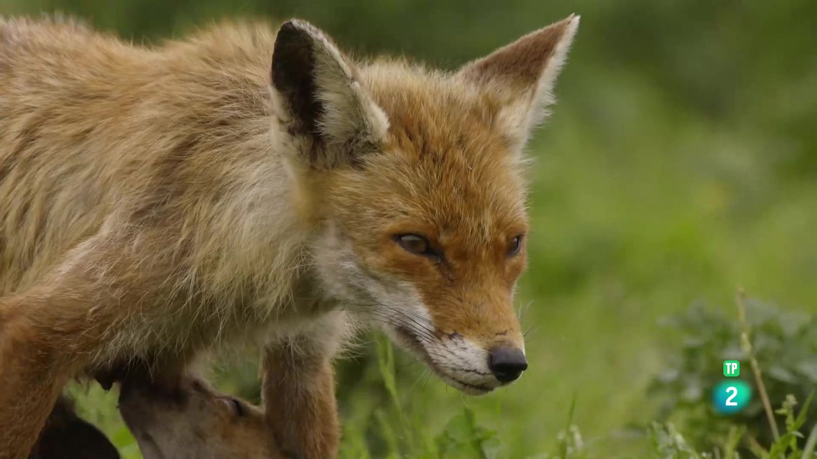 Països Baixos salvatges. Un país per sota del nivell del mar - Grans documentals - Som Documentals | Veure documental