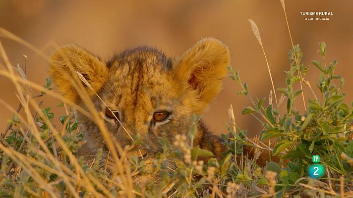 Som Documentals - Els caçadors d'Àfrica. Episodi 2: Companys d'armes