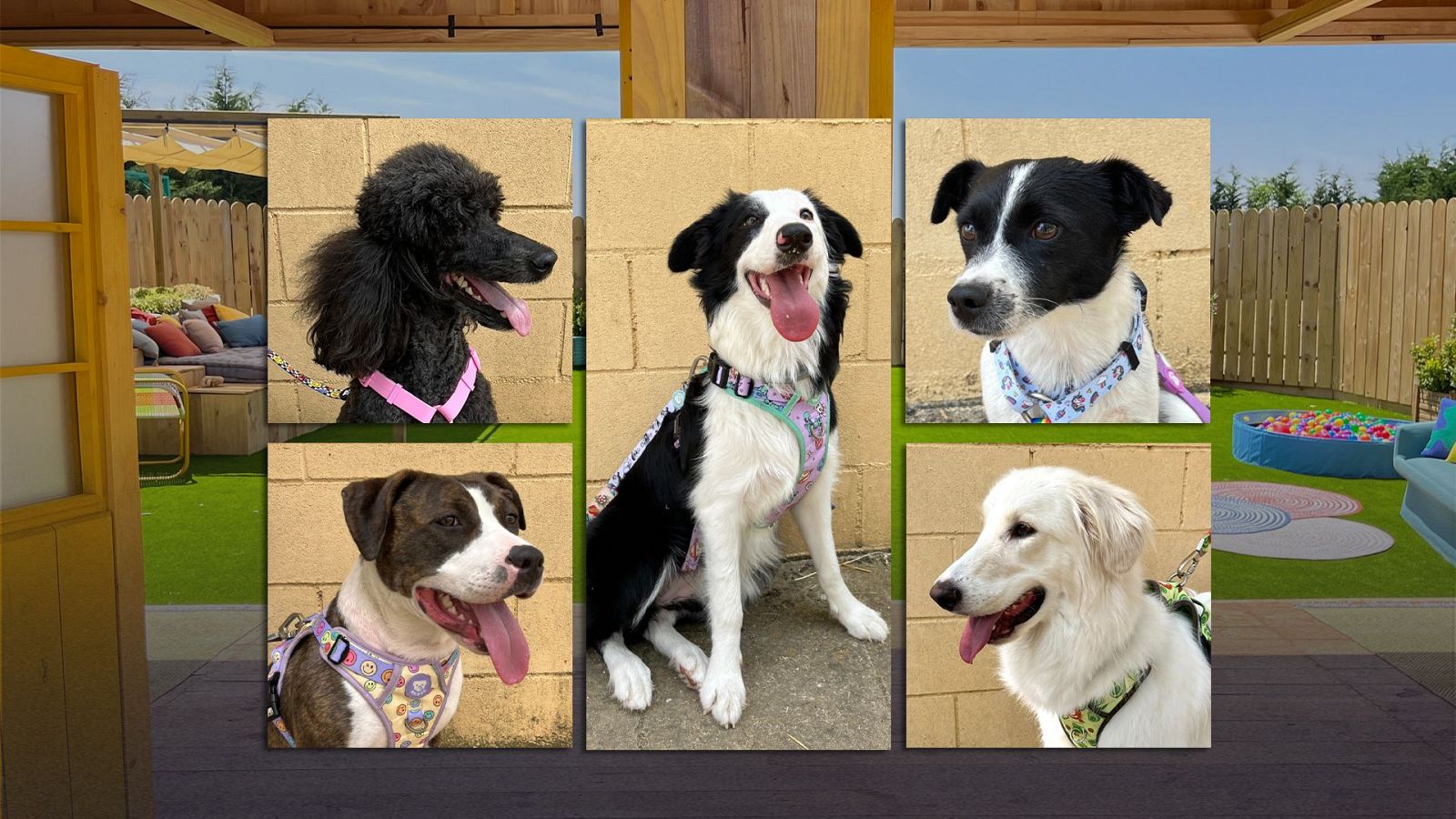 Dog House - Programa 6 - Dog House | Ver