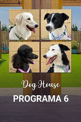 Dog House - Programa 6