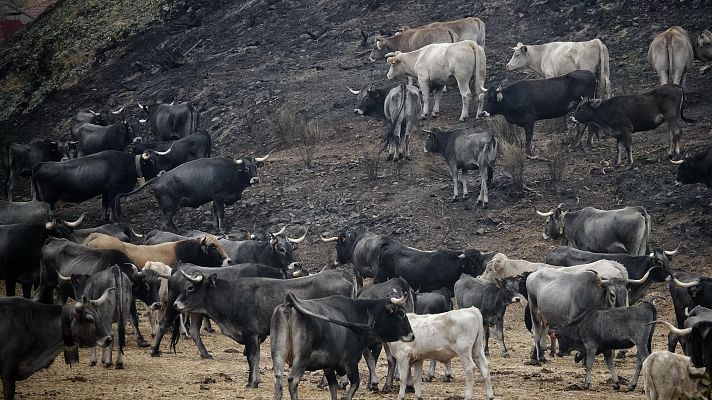 Telediario 1 - Miles de vacas desplazadas por los incendios