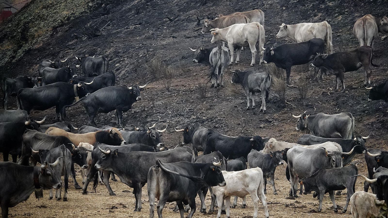 Miles de vacas desplazadas por los incendios - Telediario 1 | Ver