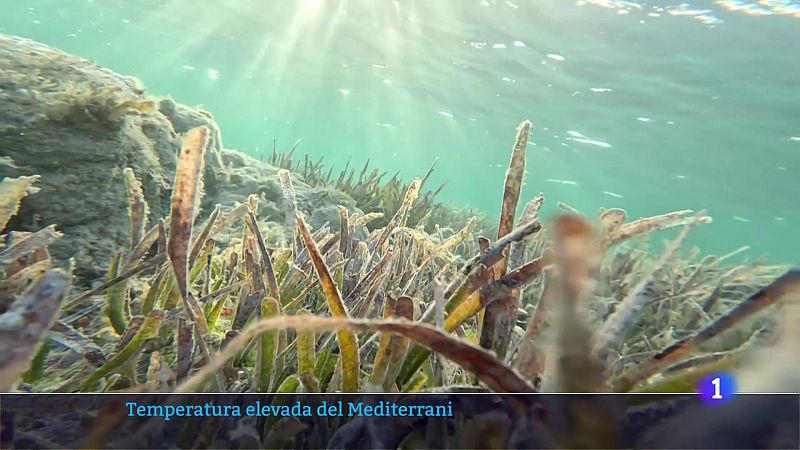 L'Informatiu de la Comunitat Valenciana 2 - 19/08/25 | Ver