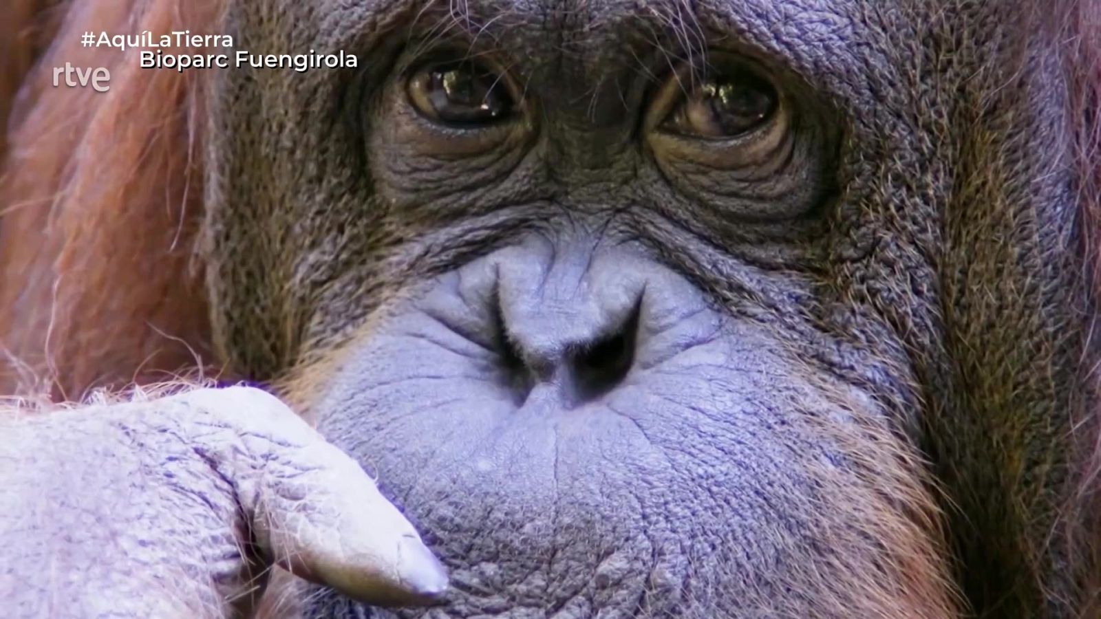 Aquí la Tierra - 19/08/25 - Aquí la Tierra | Ver