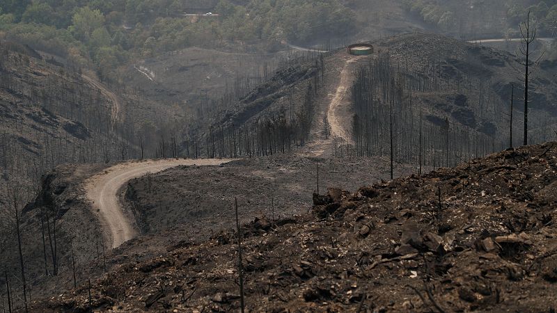 Roberto Hartasánchez: "Ha habido fuegos con unos daños muy grandes en hábitats con alto valor ecológico" | Ver