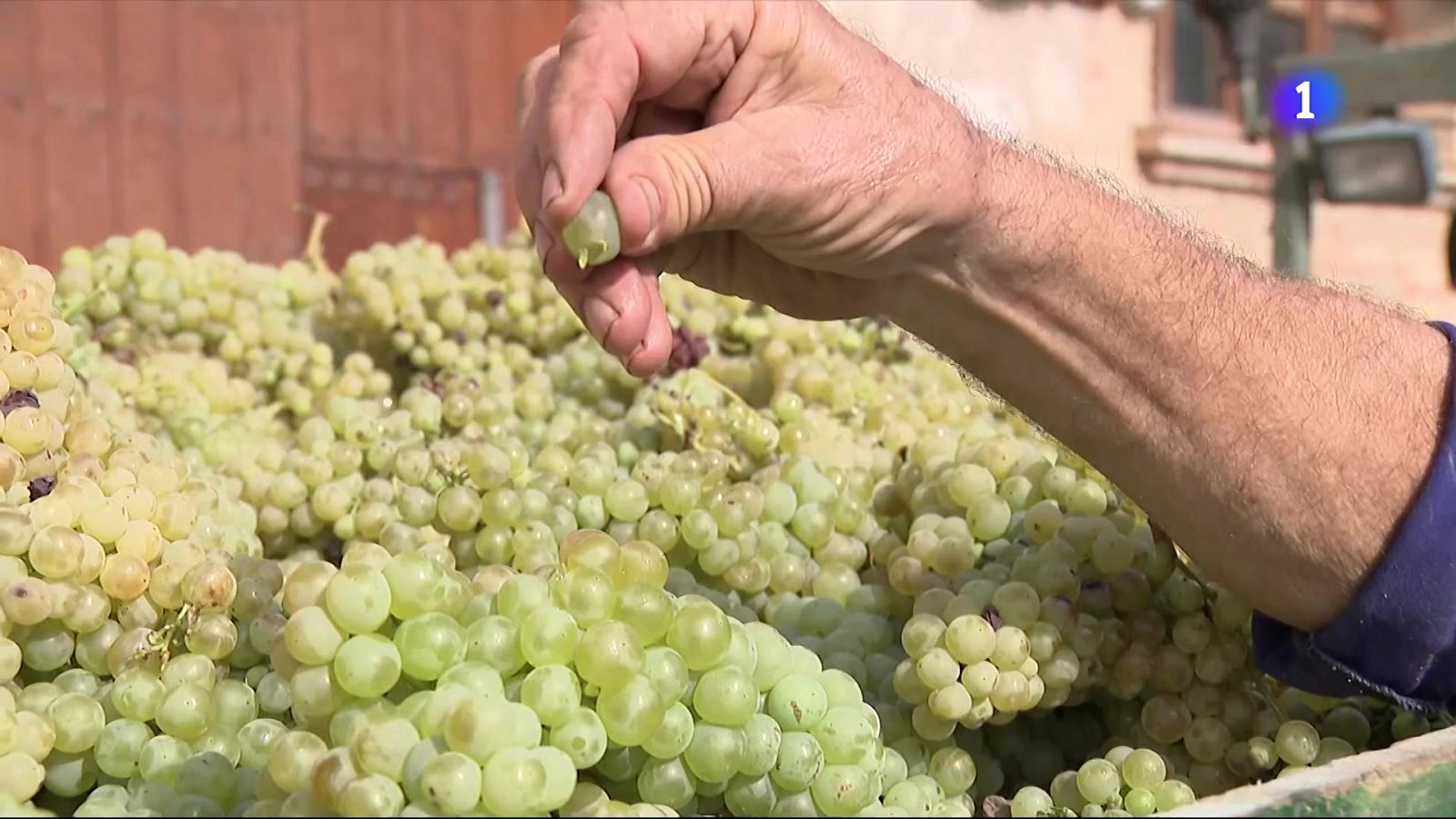 L'onada de calor obliga a avançar la verema al Penedès