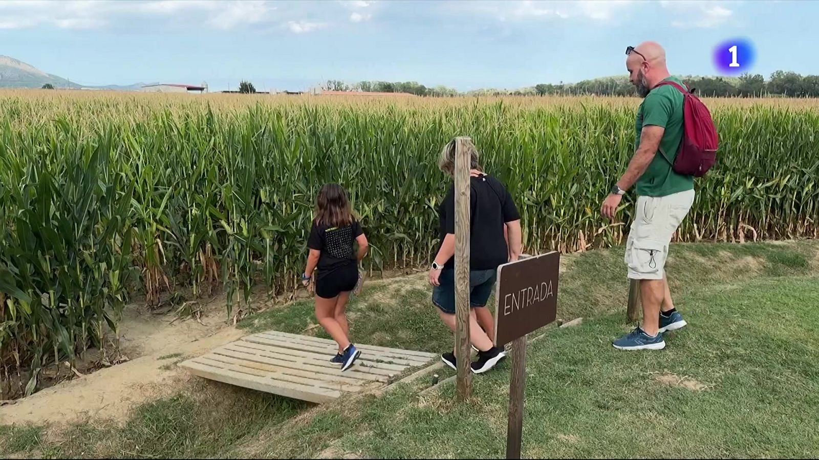 Un laberint de blat de moro per sobreviure del camp