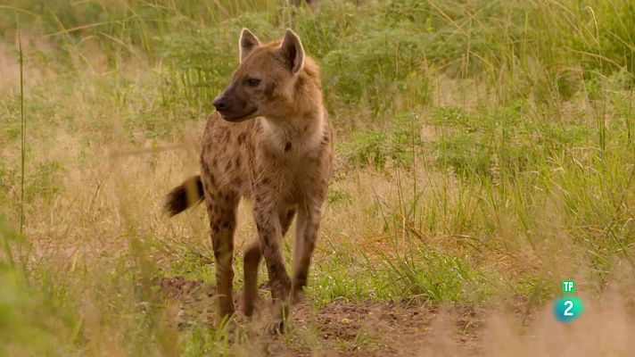 Som Documentals - Els caçadors d'Àfrica. Episodi 4: El príncep perdut