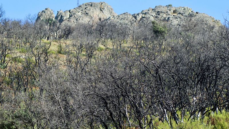 Sierra de la Culebra: tres años después del gran incendio el miedo persiste