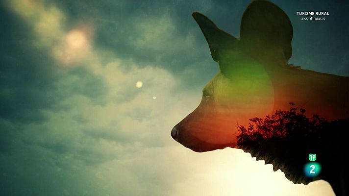 Som Documentals - Els caçadors d'Àfrica. Episodi 5: La canilla de Hot Springs