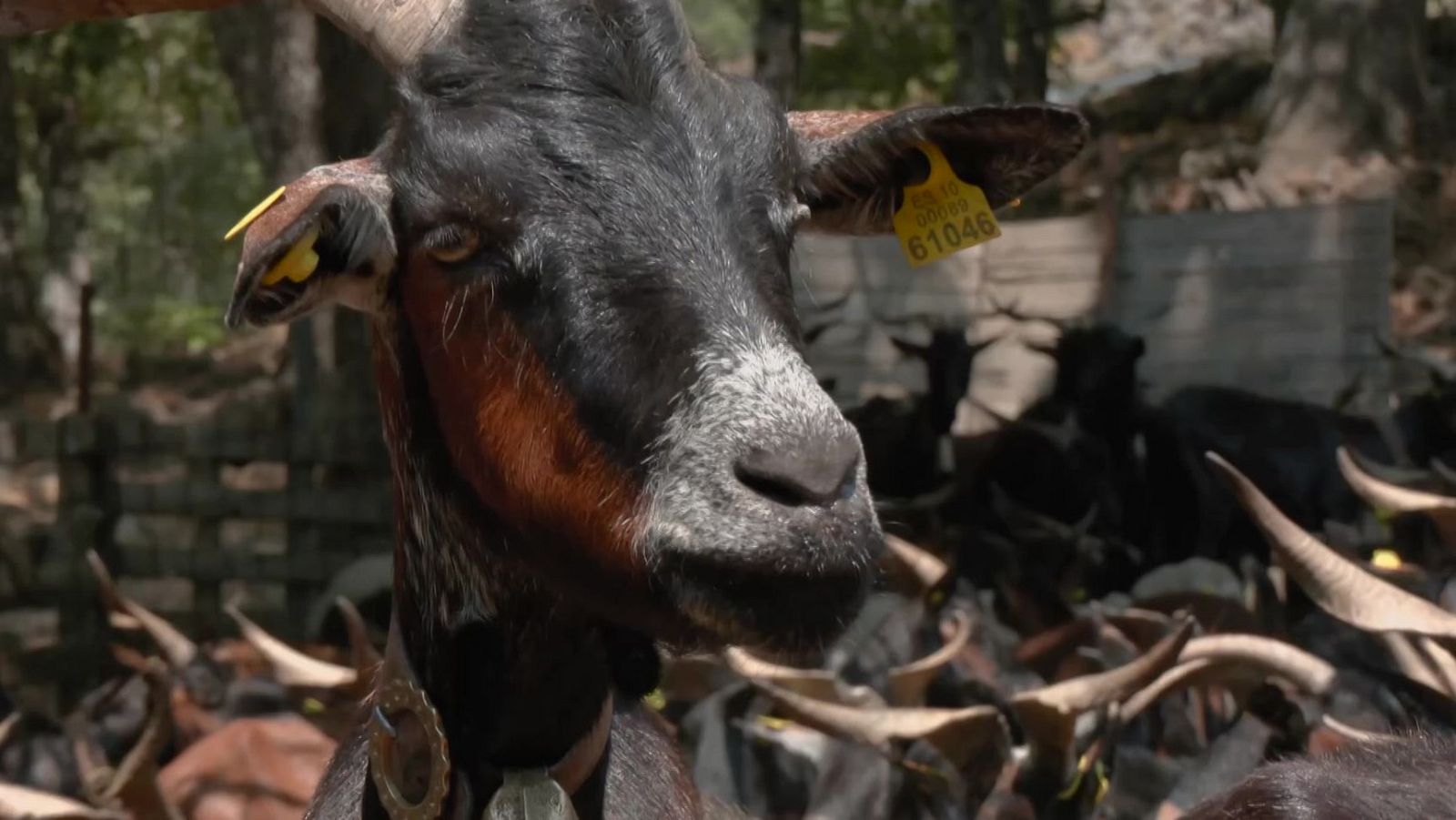 Aquí la Tierra - Cómo los incendios afectaron a las cabras de Cabezuela del Valle | Ver