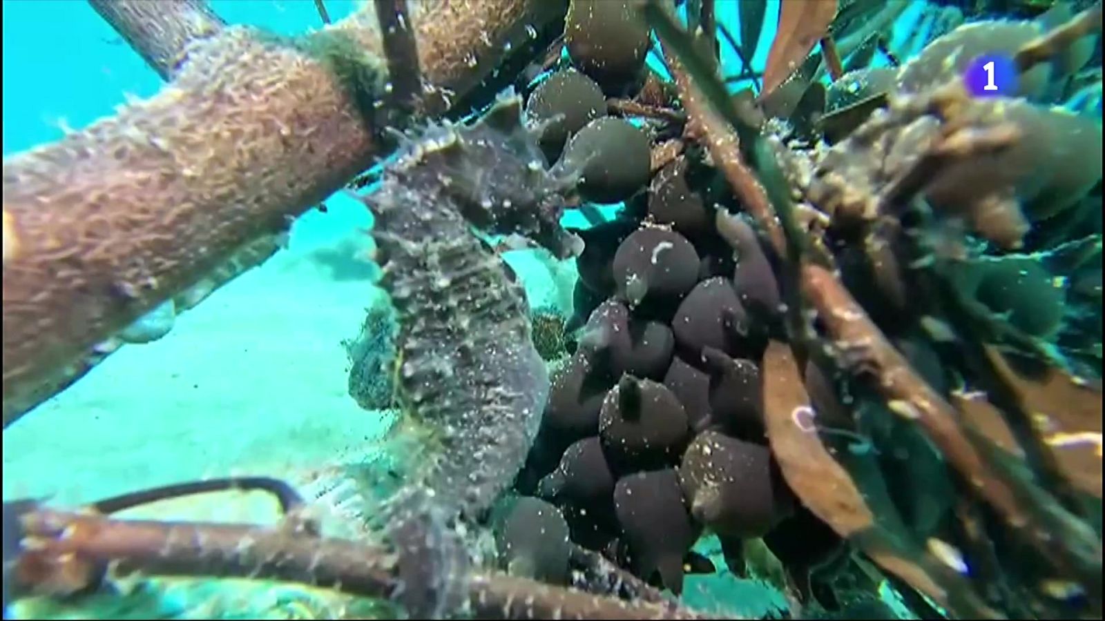 Descoberta una colònia de cavallets de mar a l'Estartit
