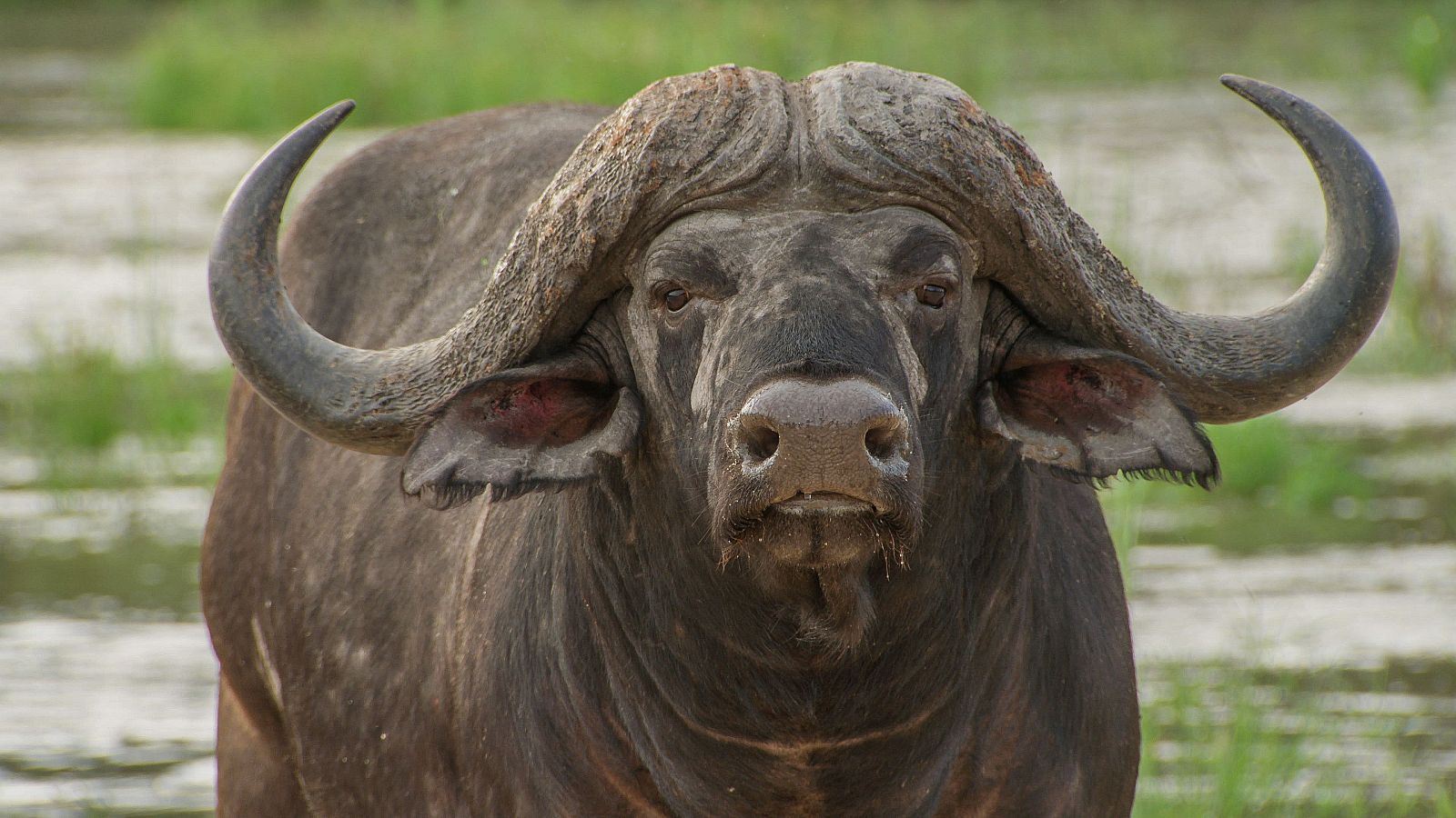 Somos documentales - Muerte en el río - Somos Documentales | Ver documental