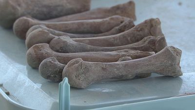 Finca de los Alfredos/Bodega II (Medina del Campo, Valladolid) | Ver ahora