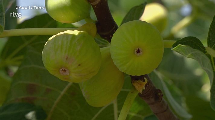 Aquí la Tierra - Aquí la Tierra - 22/08/25