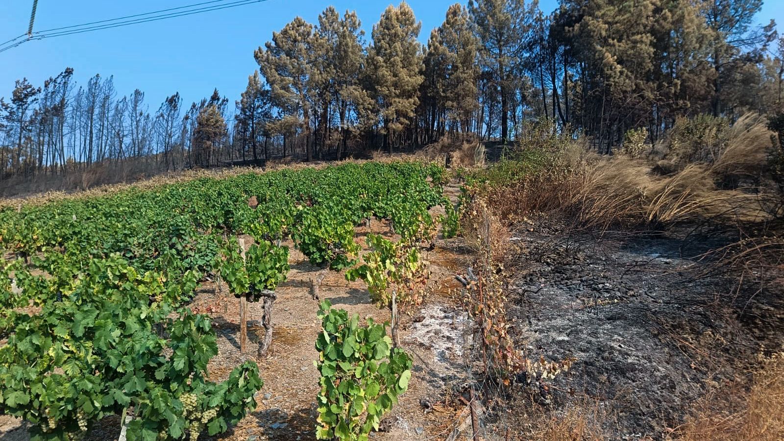Viñedos, el cortafuegos que ha evitado que el fuego llegue a pueblos de Valdeorras - Telediario Fin de Semana | Ver