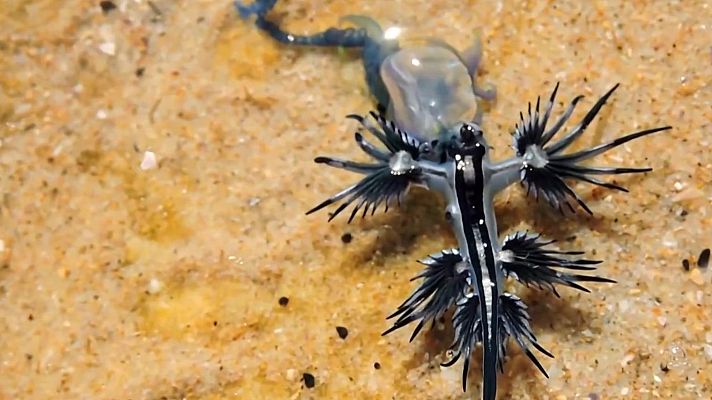 Telediario Fin de Semana - El dragón azul, de origen tropical, invade la costa mediterránea