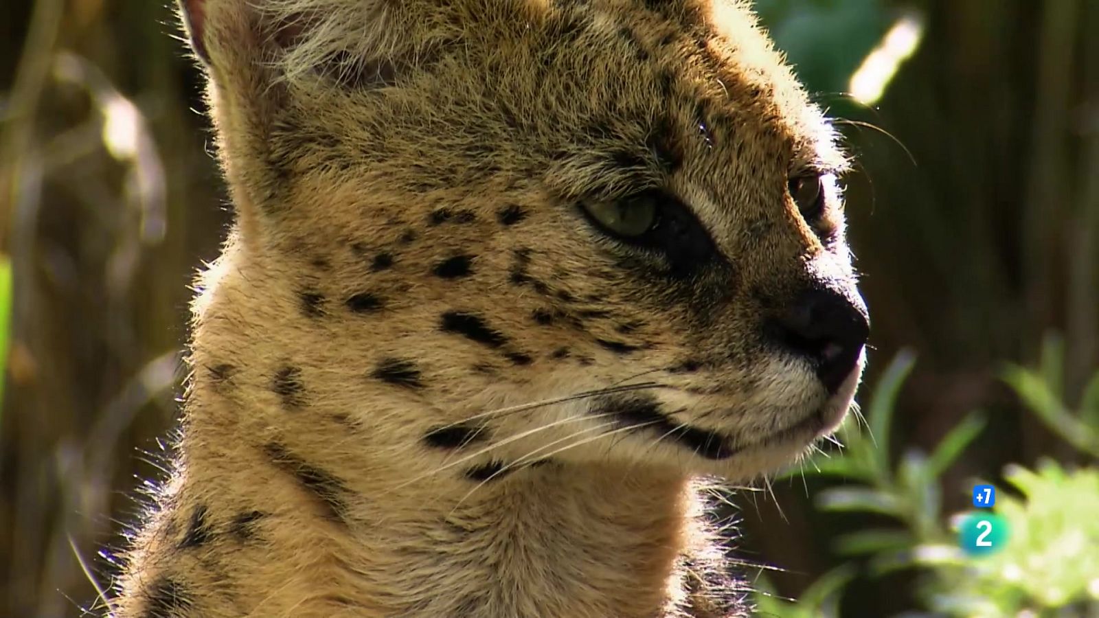 Els rius més perillosos - Grans documentals - Som Documentals | Veure documental