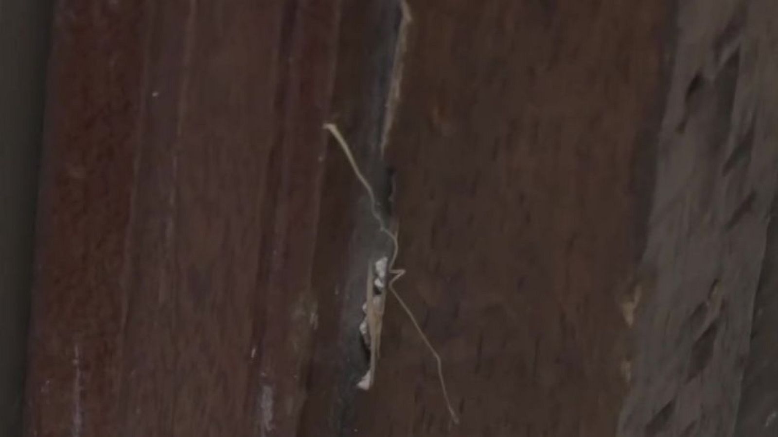 Así averiguan cómo robar en tu casa - Mañaneros 360 | Ver