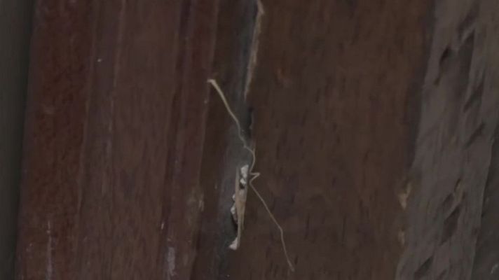 Mañaneros 360 - Así averiguan cómo robar en tu casa