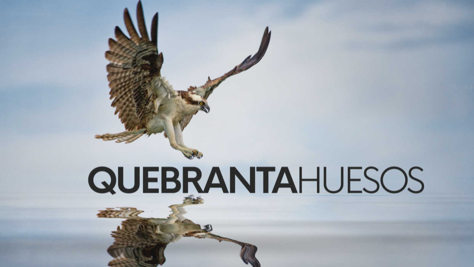 CRÍA DE QUEBRANTAHUESOS - Noticias Andalucía | Ver