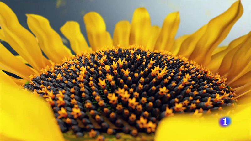 El tiempo en la Comunitat Valenciana - 25/08/2025 | Ver