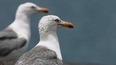 Las islas salvajes de Lanzarote