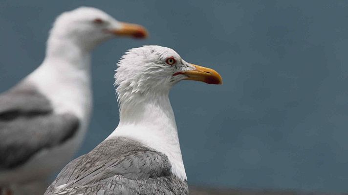Somos Documentales - Las islas salvajes de Lanzarote