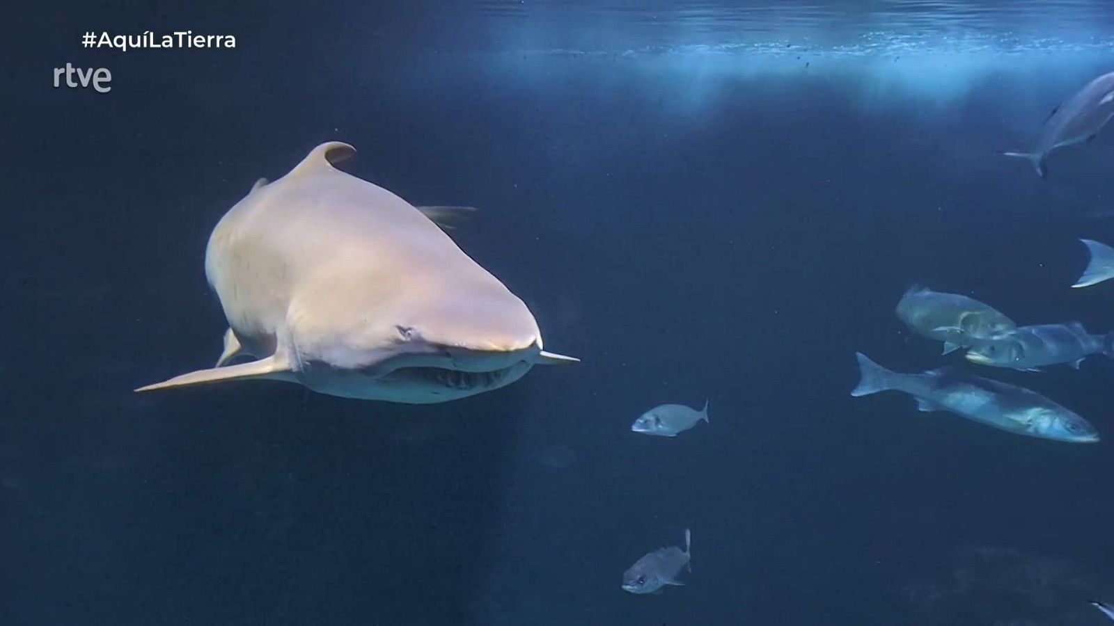 Aquí la Tierra - 25/08/25 - Aquí la Tierra | Ver