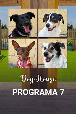 Dog House - Programa 7