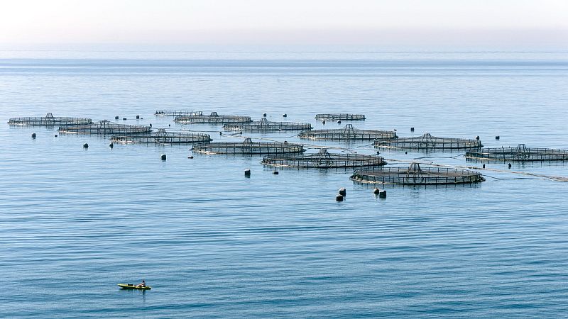 El 50% del pescado que se consume proviene de la acuicultura